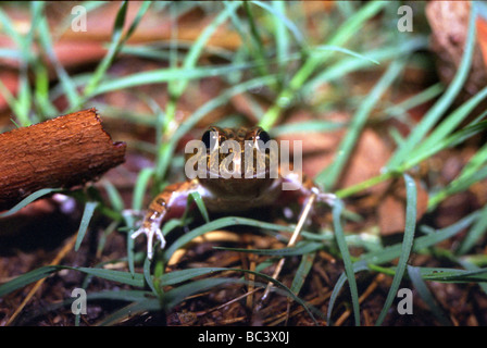 Grenouille des marais à rayures, Limnodynastes tasmaniensis Banque D'Images