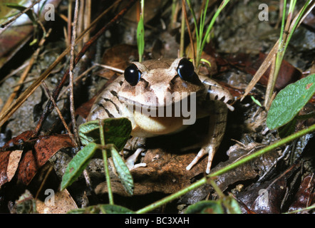 Grande Grenouille Mixophyes fasciolatus interdit, Banque D'Images