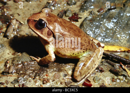 Grande Grenouille Mixophyes fasciolatus, interdit. Aussi connu sur le fleuve de la grenouille Banque D'Images