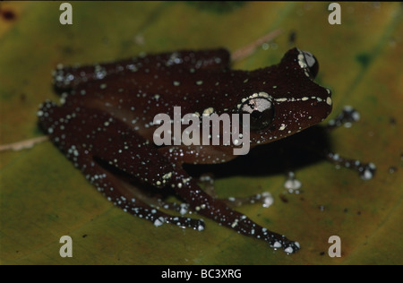 Nyctixalus pictus, Grenouille cannelle Banque D'Images
