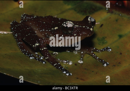 Nyctixalus pictus, Grenouille cannelle Banque D'Images