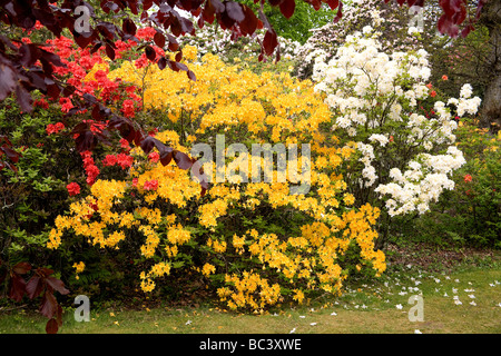 Exbury Jardins Botaniques ornementales dans le Hampshire, au Royaume-Uni Banque D'Images