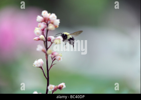 Bumblebee, abeille à miel préparation de terrain sur une fleur rose et pollinisent, fabriquent le miel, à l'été. Une macro photo d'arrêt sur image Banque D'Images