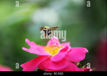 Bumblebee, abeille à miel préparation de terrain sur une fleur rose et pollinisent, fabriquent le miel, à l'été. Une macro photo d'arrêt sur image Banque D'Images