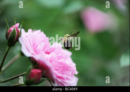 Bumblebee, abeille à miel préparation de terrain sur une fleur rose et pollinisent, fabriquent le miel, à l'été. Une macro photo d'arrêt sur image Banque D'Images