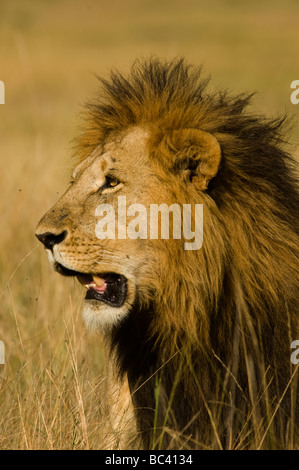 Lion masculin (Panthera leo) tôt le matin, réserve de gibier de Masai Mara, Kenya Banque D'Images