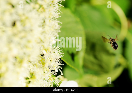 Bumblebee, abeille, guêpe la préparation à la terre sur une fleur et pollinisent, fabriquent le miel, à l'été. Une macro photo d'arrêt sur image Banque D'Images