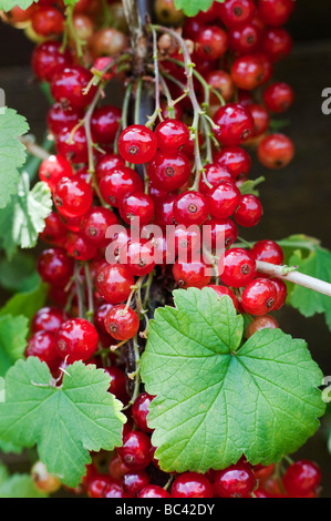 Ribes rubrum. 'Groseille junifer' berries sur un buisson à Ryton organic center, Warwickshire, Angleterre Banque D'Images