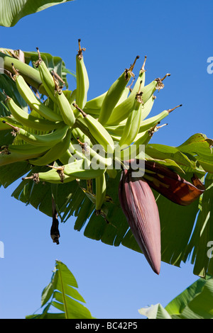 République Dominicaine - Centre - La Vallée de Cibao - Banana Banque D'Images