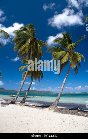 République Dominicaine - Côte Nord - Péninsule de Samana - Las Galeras Banque D'Images