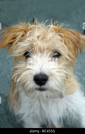 Spike, un revêtement rugueux Jack Russell chiot à l'âge de trois mois, UK Banque D'Images