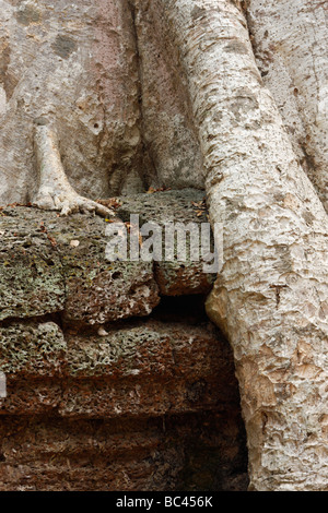 'Close up' de l'énorme racine d'arbre couvrant de mur 'Ta Prohm, des ruines d'Angkor, Cambodge Banque D'Images