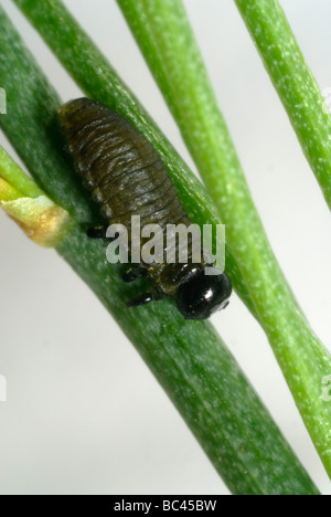 Les jeunes asperges beetle Helicoverpa armigera larve sur les frondes asperges Banque D'Images