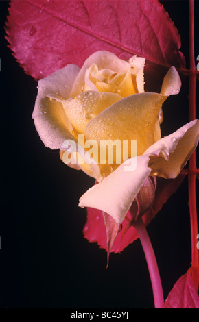 Une rose rouge fleur et feuilles photographié en fausses couleurs film infrarouge utilisé pour la télédétection Banque D'Images