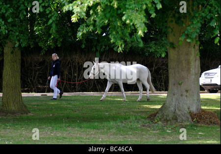Polo gris menant fille poney, UK Banque D'Images
