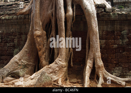 D'énormes racines d'arbres croissant sur mur de 'Ta Prohm temple des ruines, Angkor, Cambodge Banque D'Images