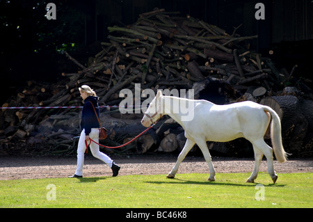 Polo gris menant fille poney, UK Banque D'Images
