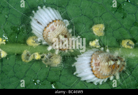 Échelle Icerya purchasi coussin cotonneuse adultes certains immatures avec champignon entomopathogène Banque D'Images
