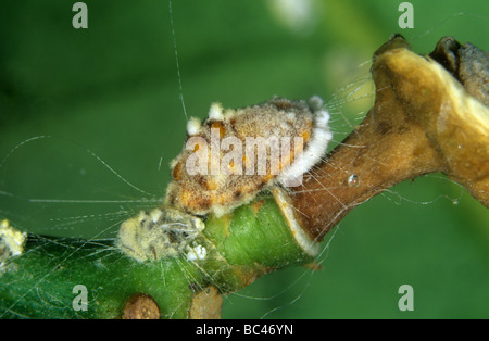 Échelle Icerya purchasi coussin cotonneuse des profils infectés par un champignon entomopathogène Banque D'Images