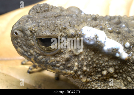 Rivière géant crapaud Bufo juxtasper Banque D'Images