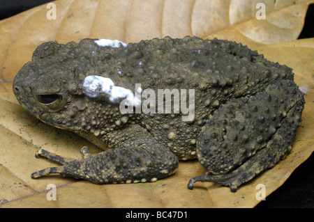 Rivière géant crapaud Bufo juxtasper Banque D'Images