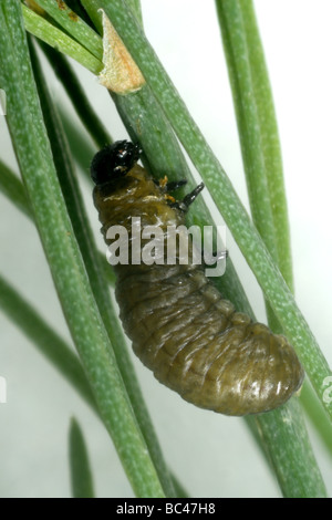 Les jeunes asperges beetle Helicoverpa armigera larve sur les frondes asperges Banque D'Images