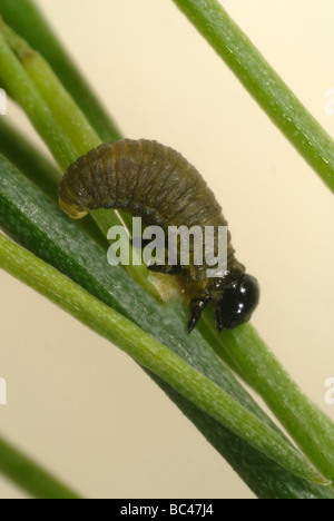 Les jeunes asperges beetle Helicoverpa armigera larve sur les frondes asperges Banque D'Images