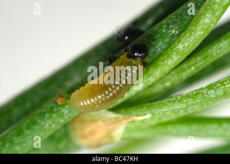 Les jeunes asperges beetle Helicoverpa armigera larve sur les frondes asperges Banque D'Images