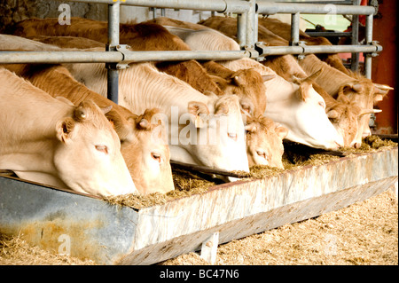 L'alimentation des vaches sur une ferme d'élevage en France Banque D'Images