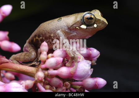 Rainette masqués, Rhacophorus angulirostris, escalade sur quelques fleurs roses Banque D'Images