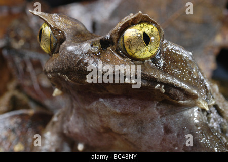 De près de l'œil d'un vert et vie montagnarde Megophrys kobayashii Banque D'Images