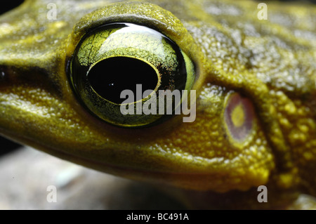 Close up de la tête et des yeux d'un livre vert, Grenouille Torrent Kinabalu Meristogenys kinabaluensis Banque D'Images