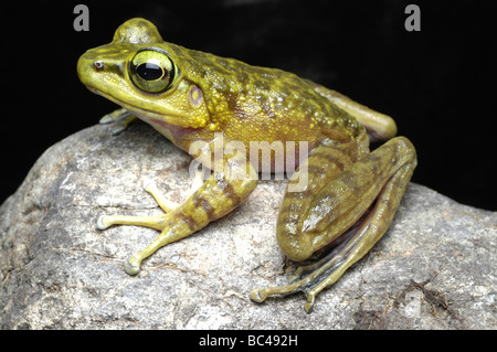 Torrent de Kinabalu, Grenouille Meristogenys kinabaluensis, assis sur une pierre Banque D'Images