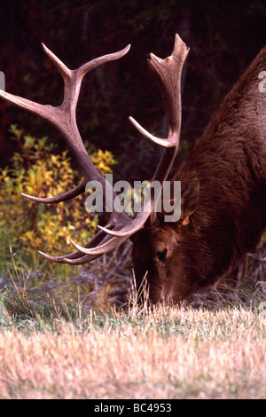 Taureau sauvage le wapiti (Cervus canadensis) pâturage dans le parc provincial du mont Robson dans les montagnes Rocheuses canadiennes Colombie-Britannique Canada Banque D'Images