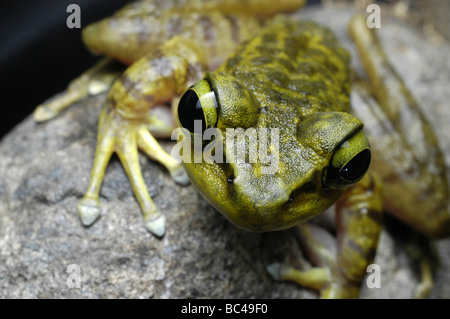 Gros plan de la tête d'un livre vert, Grenouille Torrent Kinabalu Meristogenys kinabaluensis Banque D'Images