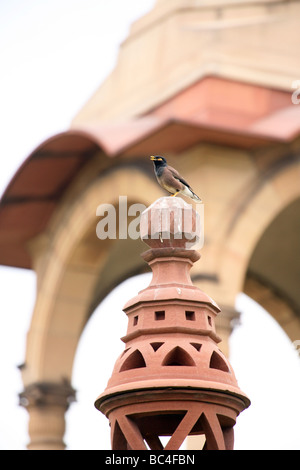 Un chant commun Acridotheres tristis Mynah par la canopée vide à la porte de l'Inde New Delhi Banque D'Images