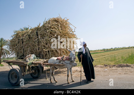 Nil Egypte agriculteur ferme domaine de l'agriculture de la canne à sucre des ânes Banque D'Images