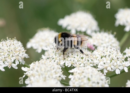 abeille Banque D'Images