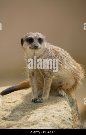 Meerkat Banque D'Images