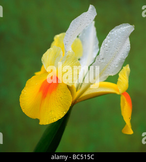 Dutch Iris d'ailes d'Ange . Banque D'Images