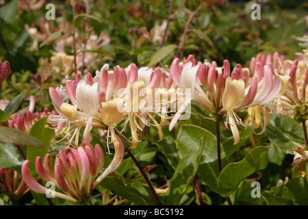 Caprifoliaceae Chèvrefeuille Lonicera periclymenum UK Banque D'Images