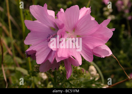 Musk mallow Malva moschata Malvaceae UK Banque D'Images