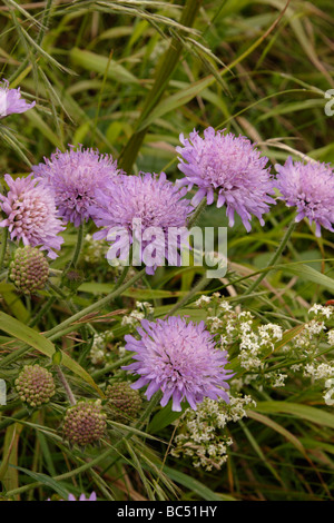 Field scabious Knautia arvensis - UK Banque D'Images