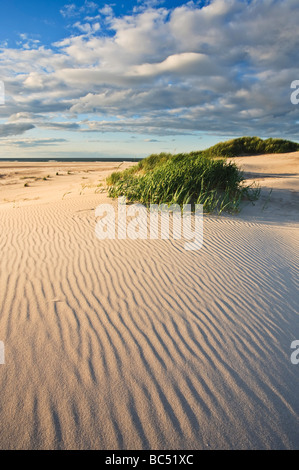 L'ombre d'ondulations qui plane à travers le sable de Budle Bay sur le songe d'une soirée, le Northumberland, Angleterre Banque D'Images