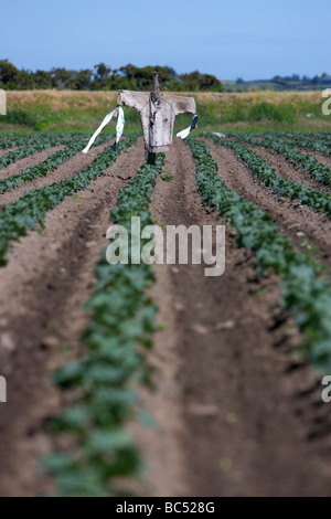Épouvantail en rangées de légumes sur les terres agricoles le comté de Down en Irlande du Nord uk Banque D'Images