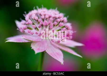 Astantia rose close-up Banque D'Images
