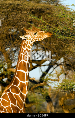 Close up of giraffe réticulée - Réserve nationale de Samburu, Kenya Banque D'Images