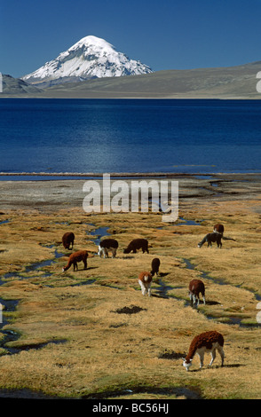 Les alpagas broutent en dessous de 21484 ft SAJAMA MT sur les rives du LAGO CHUNGARA LAUCA AU CHILI Banque D'Images