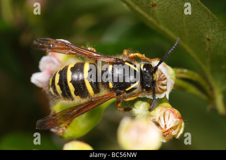 Dolichovespula saxonica ou Saxon Wasp. Elle est se nourrissent d'une fleur. Banque D'Images