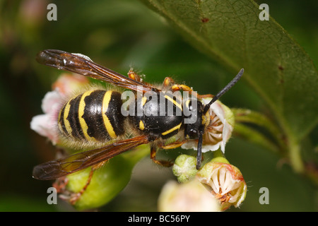 Dolichovespula saxonica ou Saxon Wasp. Elle est se nourrissent d'une fleur. Banque D'Images